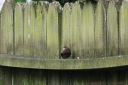 Fledgling Stuck On Fence